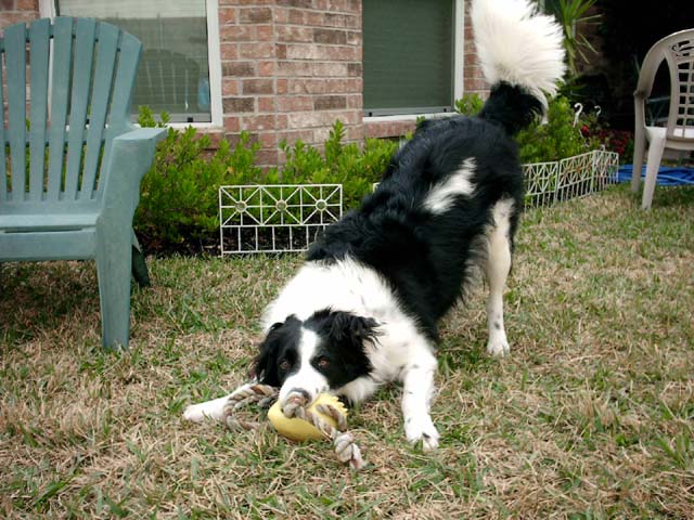 Gus, 30 months